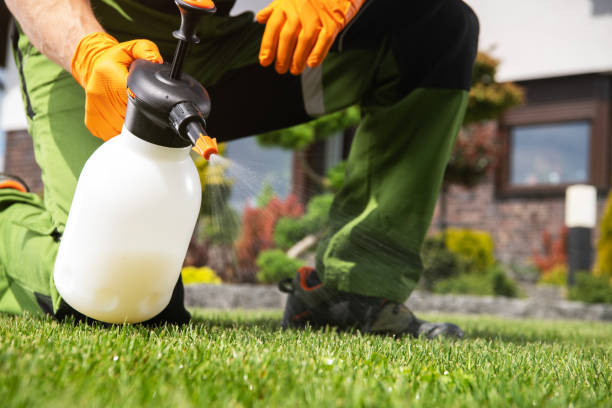 Best Wasp Removal Services  in Bouse, AZ