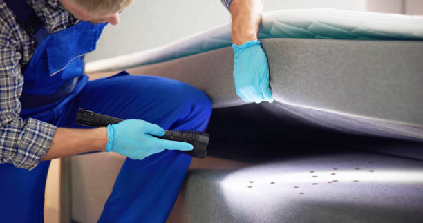 Best Ant Control Services  in Bouse, AZ