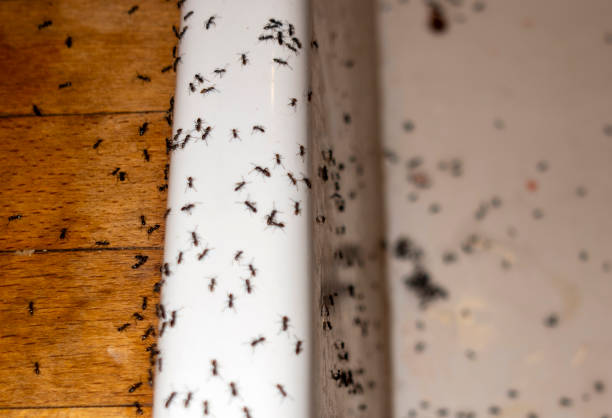 Best Wildlife Control Services  in Bouse, AZ