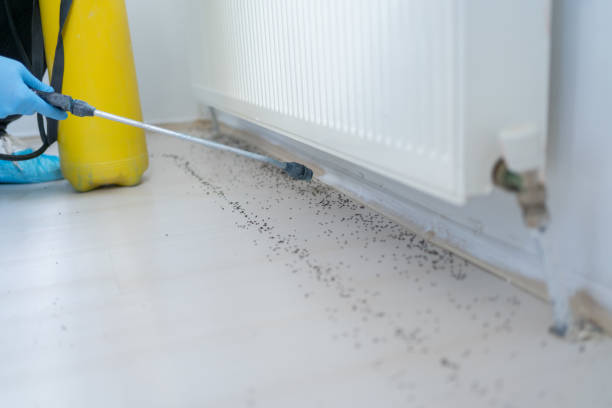 Best Cockroach Control Services  in Bouse, AZ