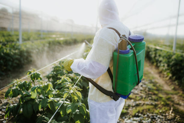 Best Rat Extermination Near Me  in Bouse, AZ
